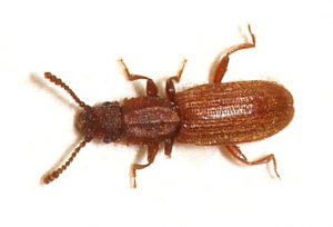 Escarabajo de grano