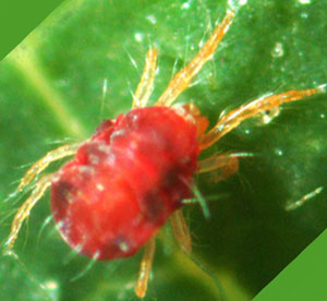 araña roja en planta