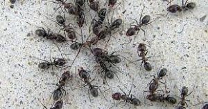 hormigas negras pequeñas