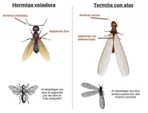 diferencia entre hormiga y termita