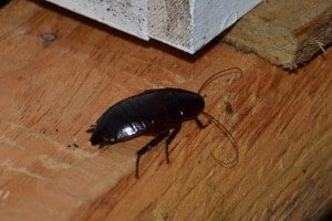 insecto de Palmetto o cucaracha