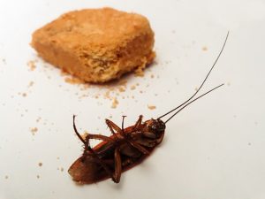 Repelente de cucarachas: una guía de lo que funciona